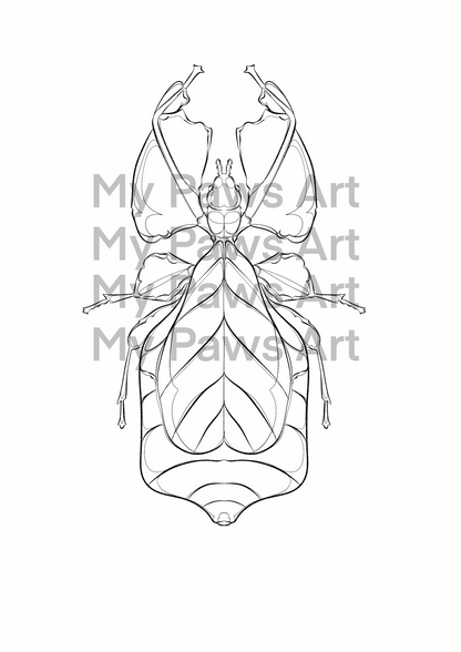 Coloriages 🦋