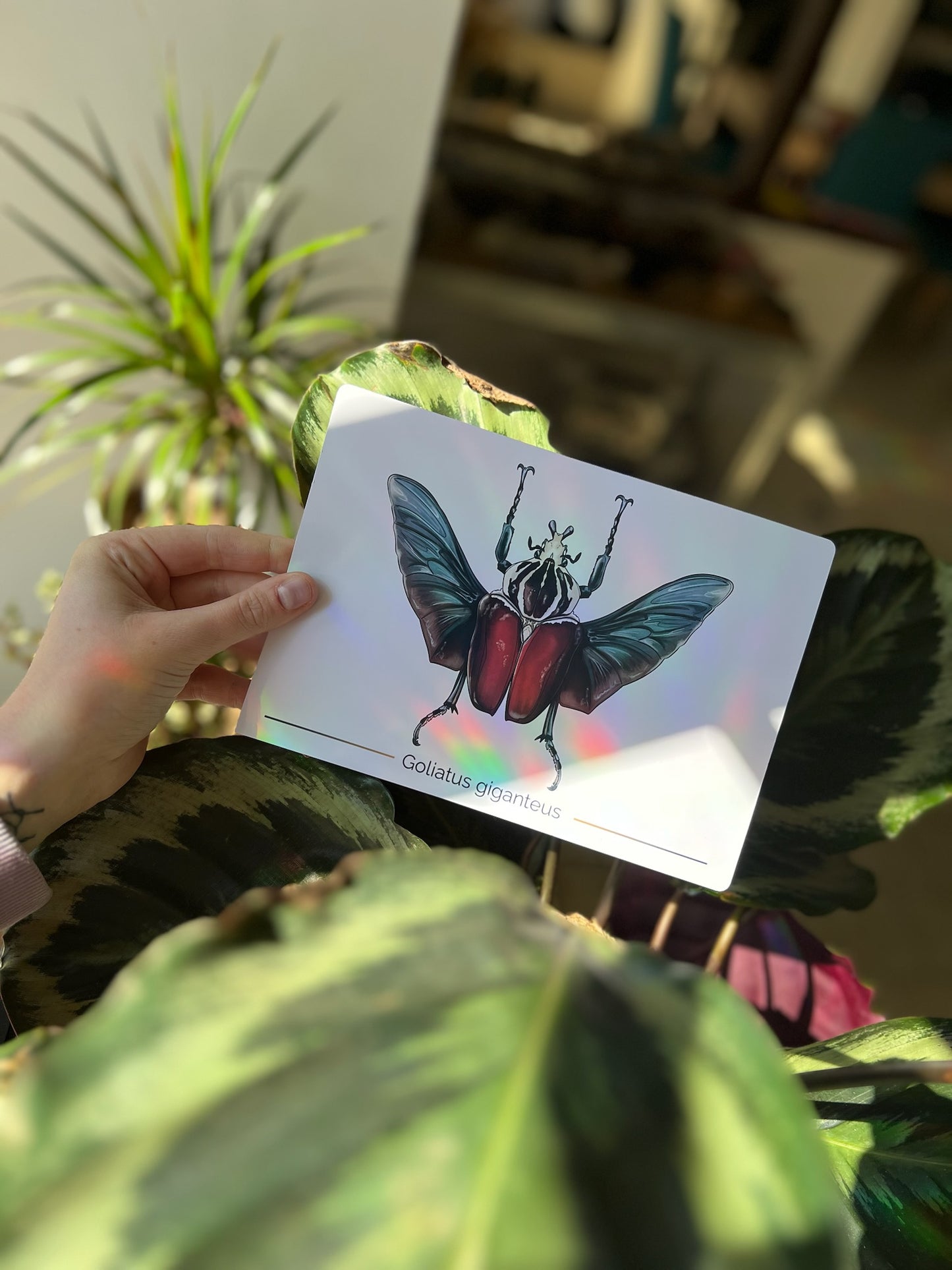 Carte espèces 🖼️