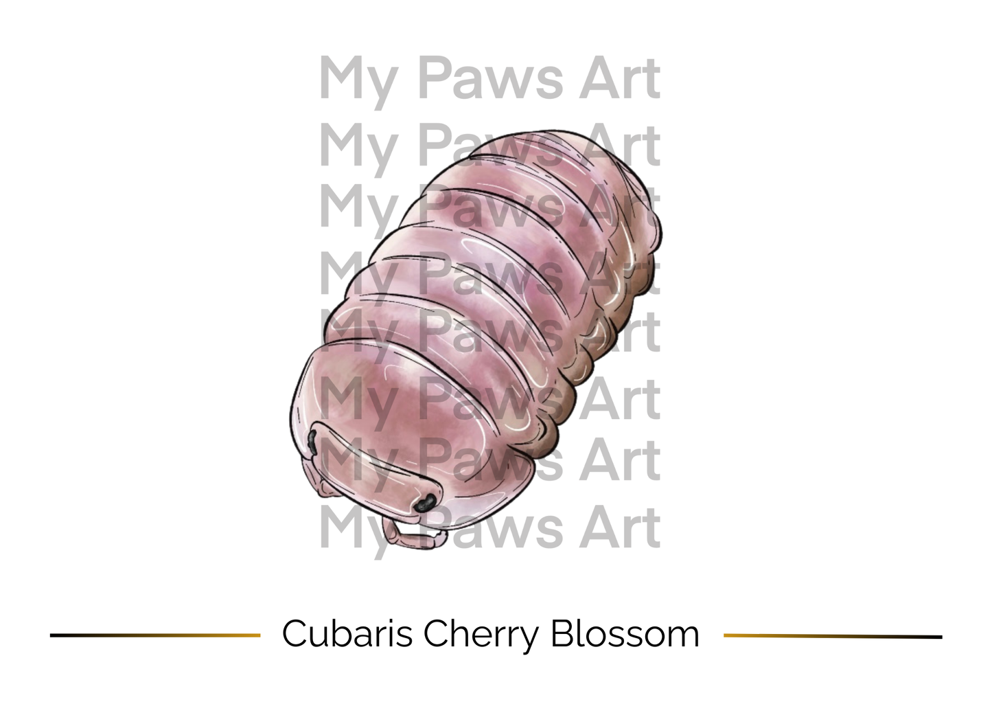Carte Isopodes 🖼️