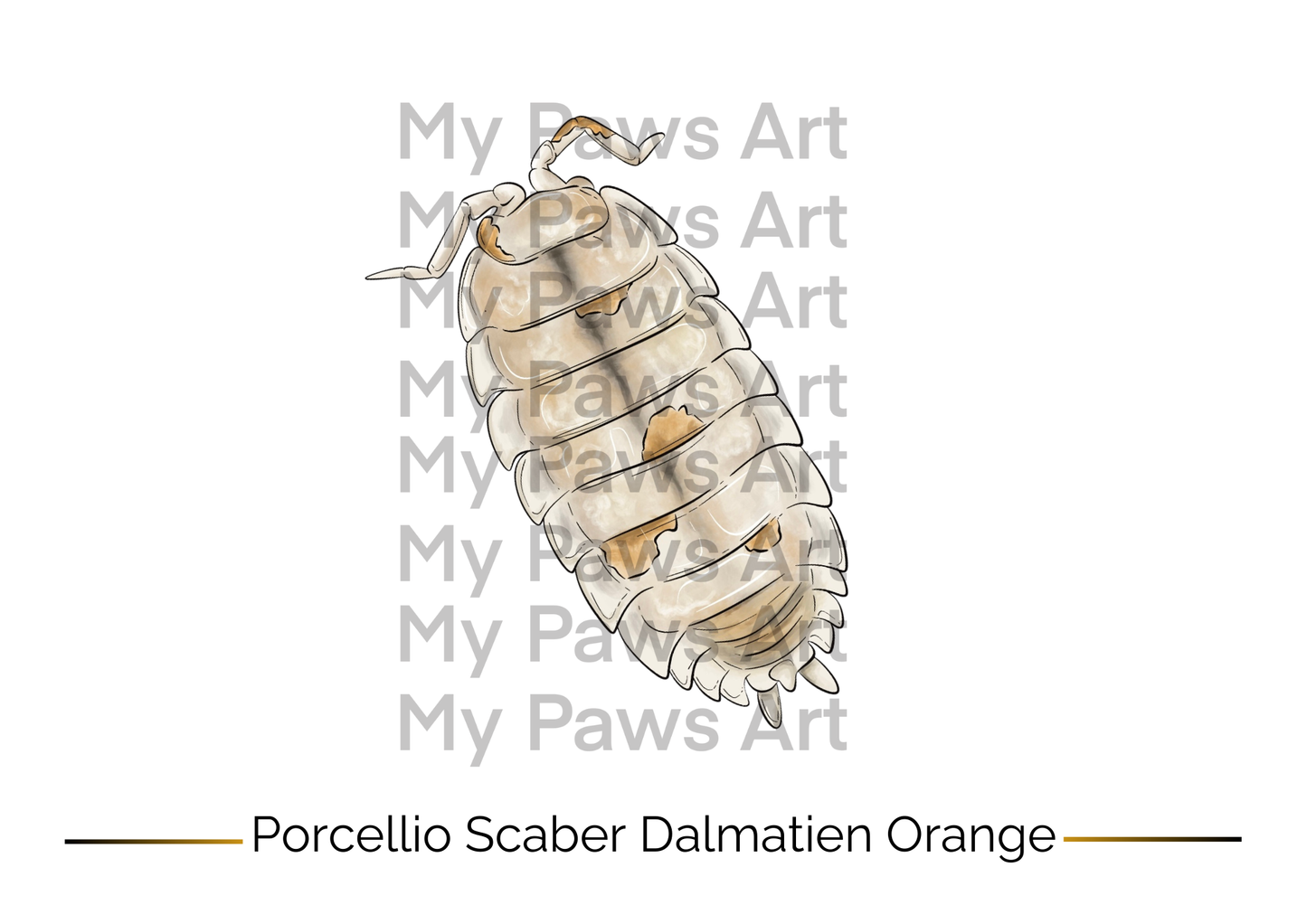 Carte Isopodes 🖼️